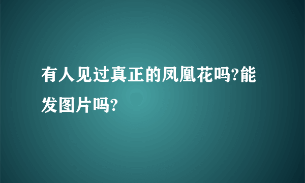 有人见过真正的凤凰花吗?能发图片吗?