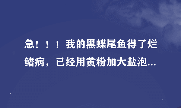 急！！！我的黑蝶尾鱼得了烂鳍病，已经用黄粉加大盐泡了，但是好像越来越严重，怎么办啊？（有图）