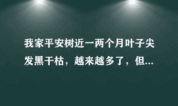 我家平安树近一两个月叶子尖发黑干枯，越来越多了，但是新叶子没有事，大家帮帮忙啊，有啥办法啊，着急啊