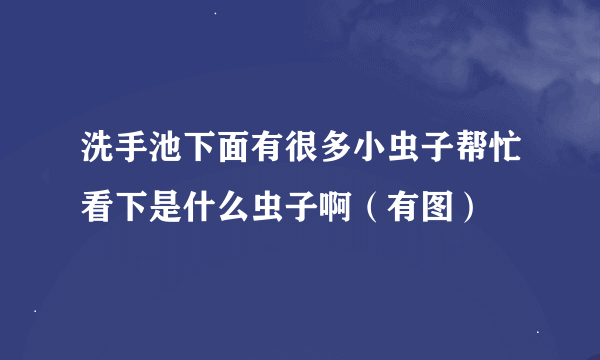 洗手池下面有很多小虫子帮忙看下是什么虫子啊（有图）