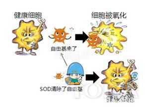 自由基对皮肤的伤害有多大