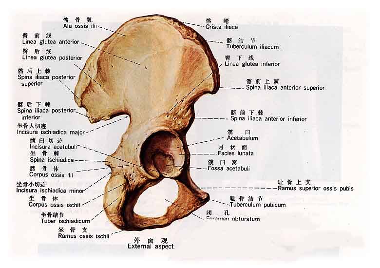 髂嵴怎么读？ 髂嵴穴位的准确点在哪里？怎么识别？