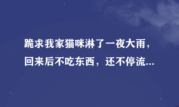 跪求我家猫咪淋了一夜大雨，回来后不吃东西，还不停流口水，身体有点抖这是怎么了