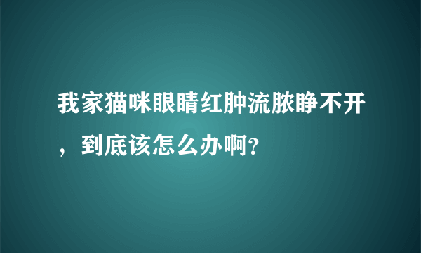 我家猫咪眼睛红肿流脓睁不开，到底该怎么办啊？