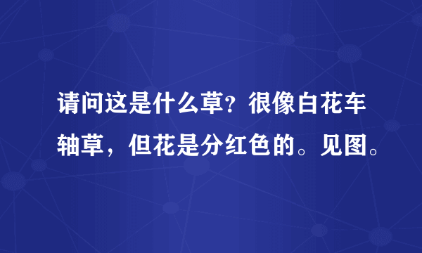 请问这是什么草？很像白花车轴草，但花是分红色的。见图。