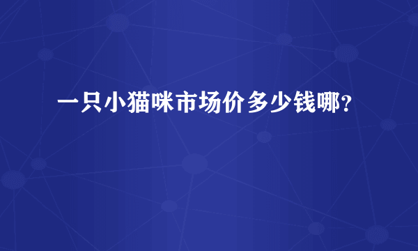 一只小猫咪市场价多少钱哪？