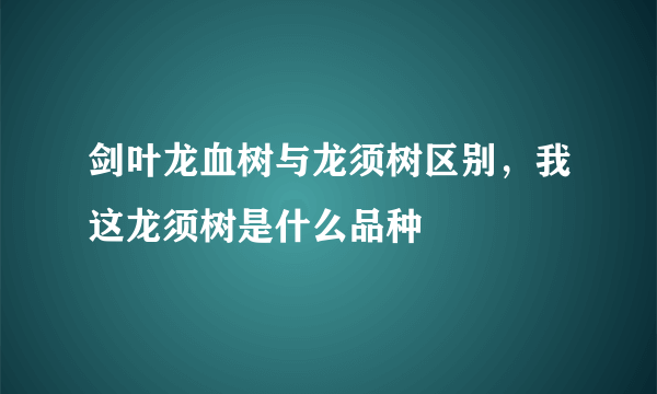 剑叶龙血树与龙须树区别，我这龙须树是什么品种