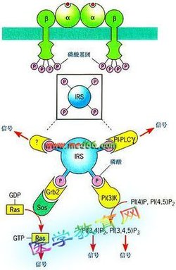 Ras蛋白的介绍