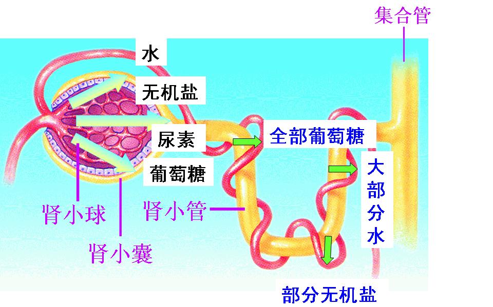 尿液的形成的过程及说明图