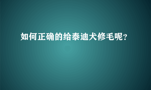 如何正确的给泰迪犬修毛呢？