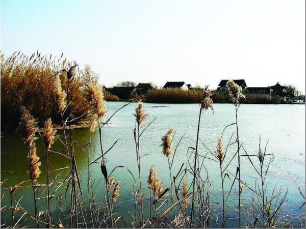 沙家浜芦苇荡风景区的简介