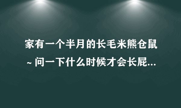 家有一个半月的长毛米熊仓鼠～问一下什么时候才会长屁屁那里的裙边毛毛啊？