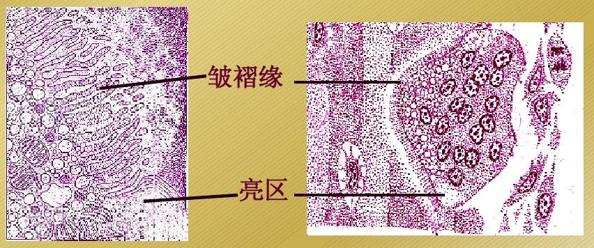 酸性水解酶如何精确定位到溶酶体中，你怎么看呢？