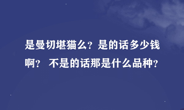 是曼切堪猫么？是的话多少钱啊？ 不是的话那是什么品种？