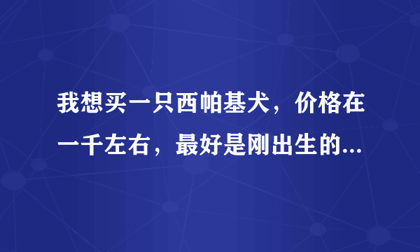 我想买一只西帕基犬，价格在一千左右，最好是刚出生的，上海哪里有，狗贩请绕道