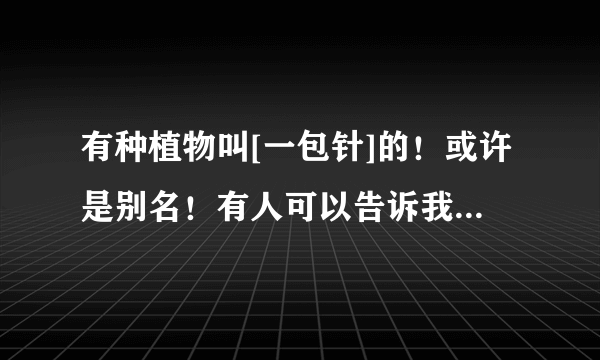 有种植物叫[一包针]的！或许是别名！有人可以告诉我它的用途以及你们认为是它的图片吗？