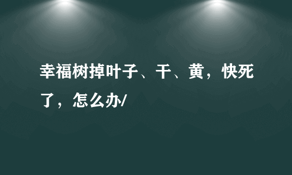 幸福树掉叶子、干、黄，快死了，怎么办/