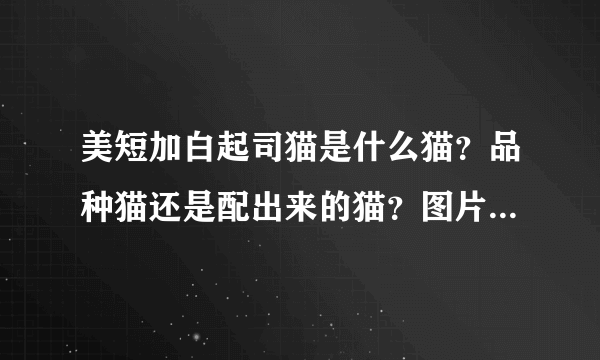 美短加白起司猫是什么猫？品种猫还是配出来的猫？图片上边的是吗？多少钱可以买到？