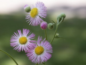 紫苑花的简介