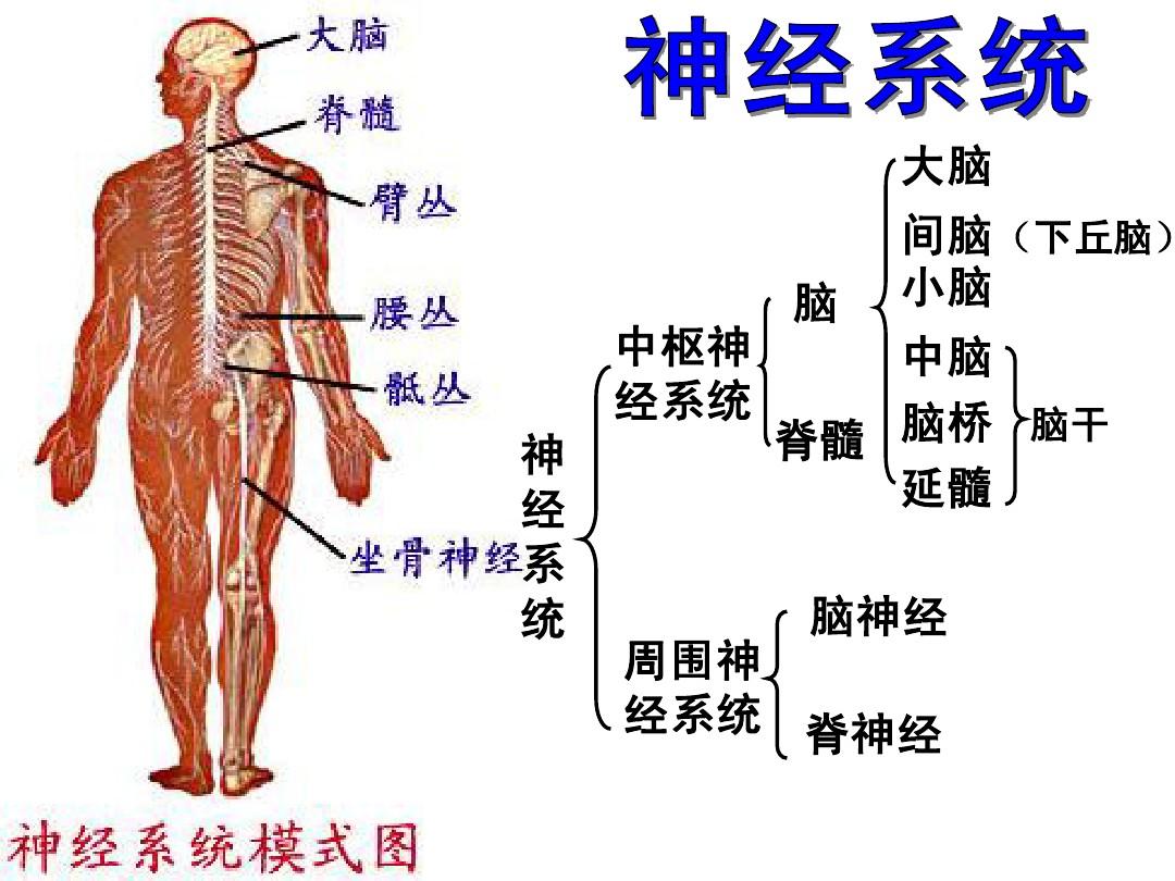 神经系统由哪几部分组成?各有什么功能?