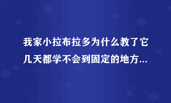 我家小拉布拉多为什么教了它几天都学不会到固定的地方大小便啊，我头都快炸了~