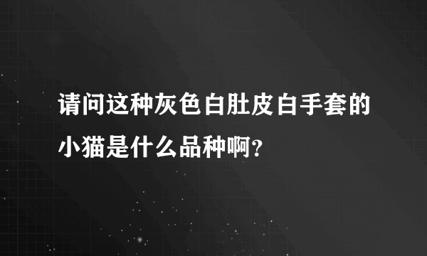 请问这种灰色白肚皮白手套的小猫是什么品种啊？