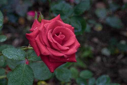 月季花由来的简介